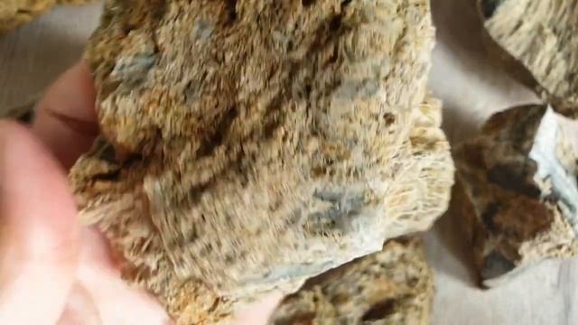 Поход к известковым карьерам около поселка Пирочи МО, за окаменелостями брахиоподы, гастраподы, шес