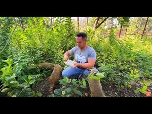Дан Запашный и Ангелина КОРМЯТ НОСУХ!