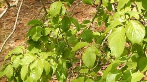 Someone Broke Mama J's Dogwood Tree; A Mystery (And Some Basic Plant Anatomy)