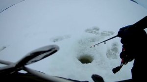 ловля берша, ловля окуня, адмират+тюлька, балансир