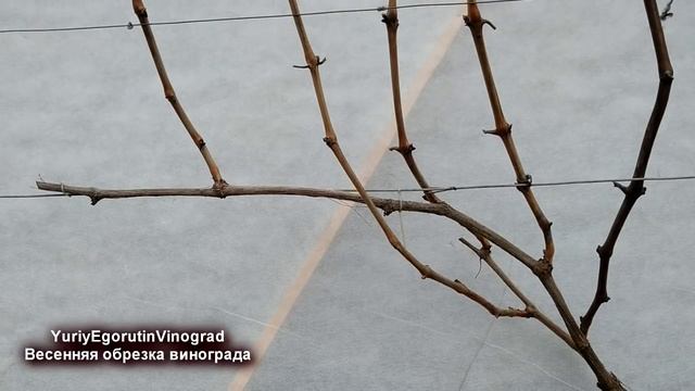 ? Когда обрезать виноград весной? Как сформировать плодовое звено для урожая.