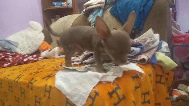 будни наших чихуахуа Симферополь Кастропуло Крым