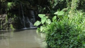 Chilean & Caribbean Flamingos (Jurong Bird Park) / Чилийские и Карибские Фламинго (Парк Джуронг)