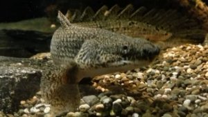 Полиптерус дельгези. Polypterus delhezi. (22.07.2016)