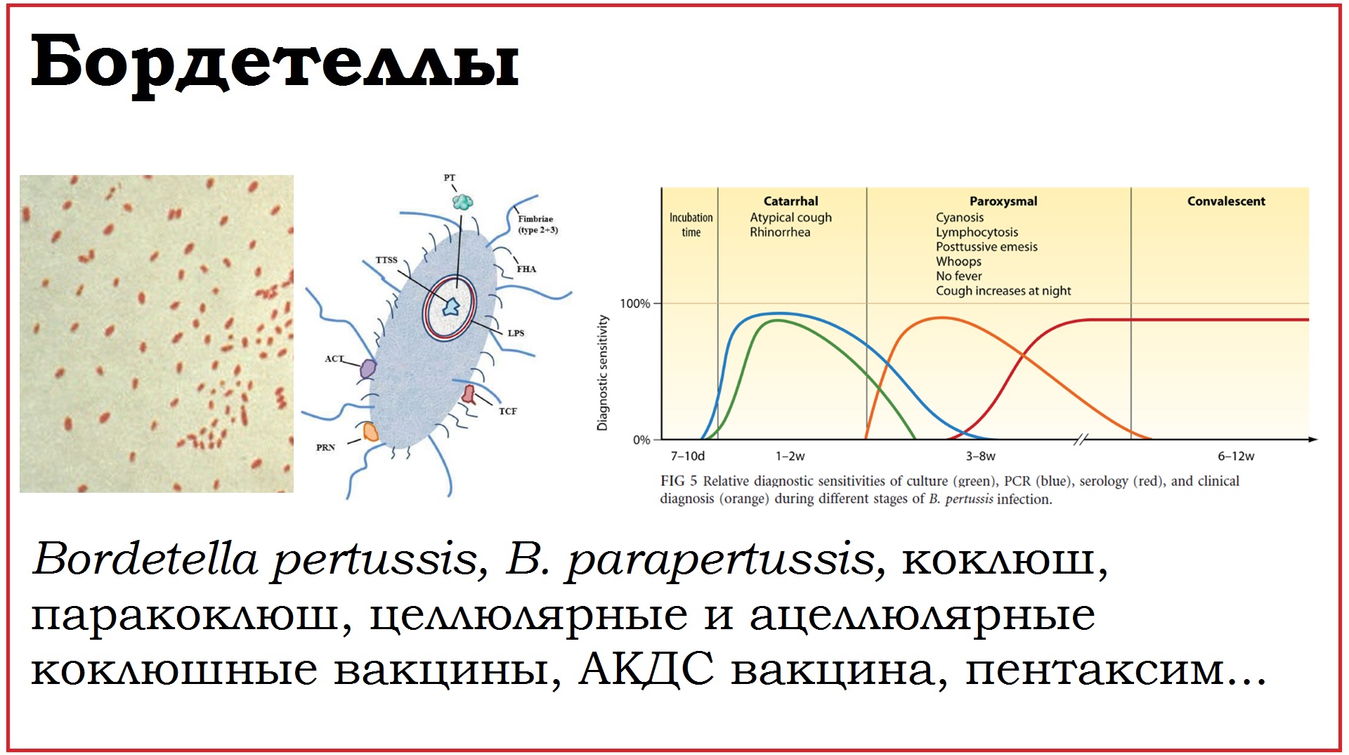 28. Клинически значимые бактерии рода Bordetella