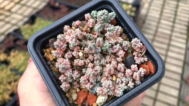 Sedum dasyphyllum и его вариации. Компактный и неприхотливый почвопокровный суккулент