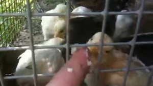 Кормление цыплят. Цыплята едят кашу.