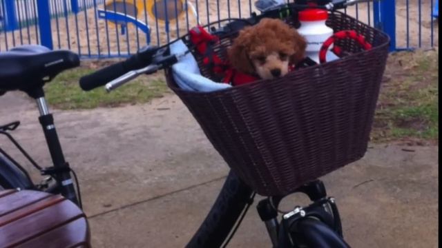 TOY POODLE - fun facts about the Toy Poodle - a tutorial by Cooking For Dogs