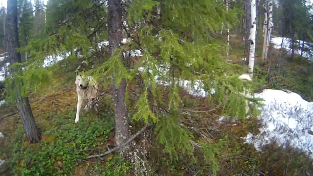Погоняли с лайками белку смотреть онлайн