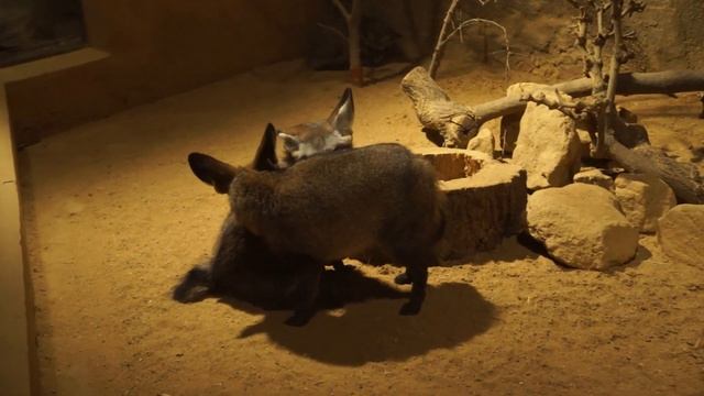 Tолстые ушастые лисички смотреть онлайн