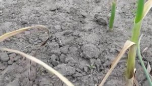 обрезаем чесночные стрелки