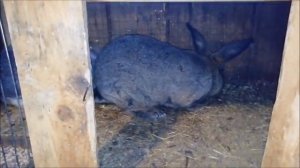 Разведение кроликов. Кролиководство #Кролики #Разведение_кроликов #Размножение_кроликов