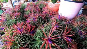 ทิลแลนเซีย ไอโอนันทา Tillandsia ionantha เลี้ยงง่ายดอกสวย