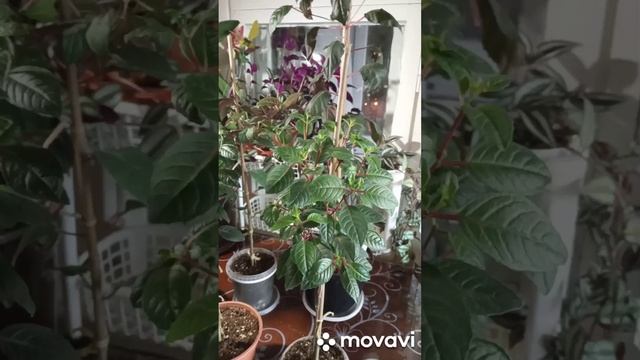 Купила опоры для фуксии на штамбе