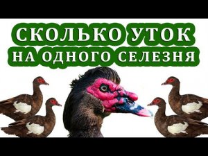 ПОЧЕМУ НУЖЕН РЕЗЕРВНЫЙ СЕЛЕЗЕНЬ, КАКИЕ МОГУТ ВОЗНИКНУТЬ ПРОБЛЕМЫ. Тонкости разведения мускусных уток