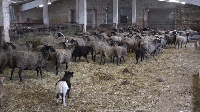Крестьянско-фермерское хозяйство в деревне Горки Камешковского района