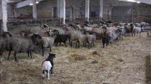 Крестьянско-фермерское хозяйство в деревне Горки Камешковского района