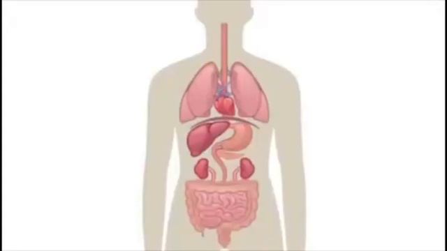 как устроен организм человека