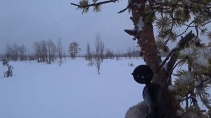 ШЕСТЬ ГЛУХАРЕЙ И НЕ МОГ ВЗЯТЬ! ОХОТА НА БОРОВУЮ ДИЧЬ! ТАЙГА КОМИ!