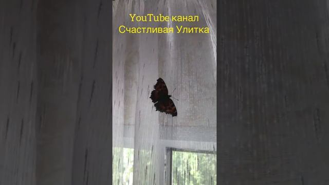 БАБОЧКА ЗАЛЕТЕЛА ДОМОЙ #SHORTS