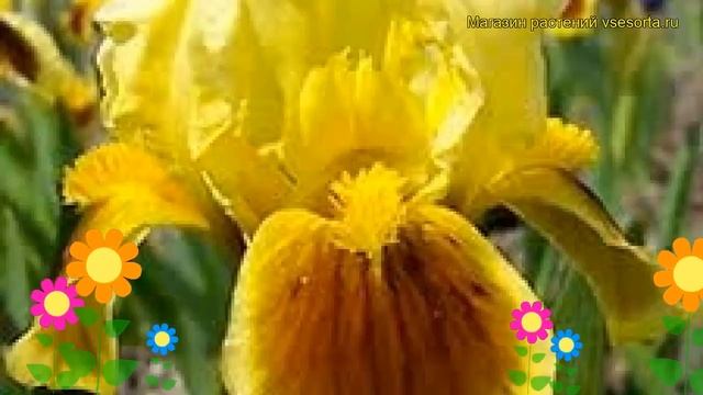 Ирис карликовый Луговая поляна. Краткий обзор, описание характеристик iris pumila Meadow Court смотреть онлайн