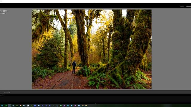 Цветокоррекция природы в Adobe Lightroom - Тропический мшистый лес смотреть онлайн