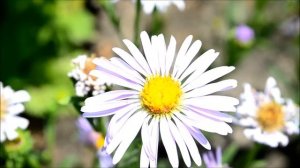 Мелколепестник или Эригерон многолетний. Цветок эригорен в начале лета