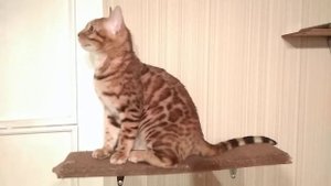 Бенгальские коты