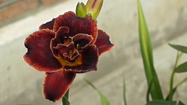 лилейник Night Embers смотреть онлайн