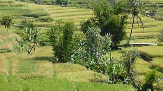 One of the most beautifull spots at Java, rice field смотреть онлайн