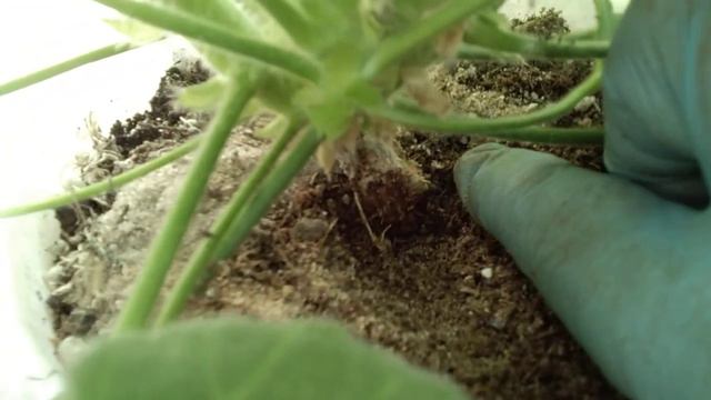 #52.Спасаю Ю-Менуэт! смотреть онлайн