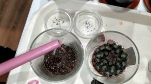 Реально ли вырастить декабристы из своих семян? Часть 1 (проращивание).