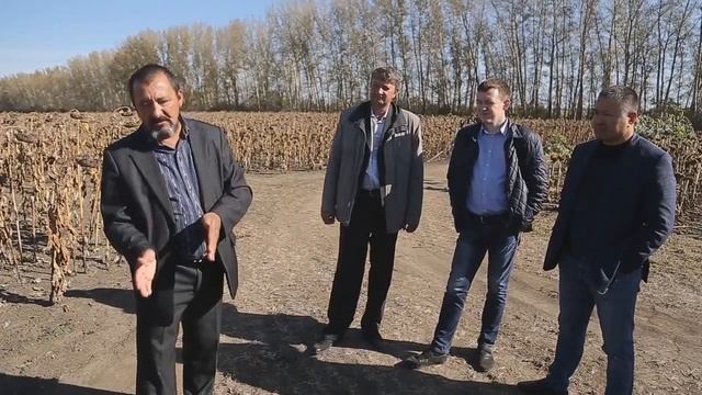 Технология возделывания гибридов подсолнечника