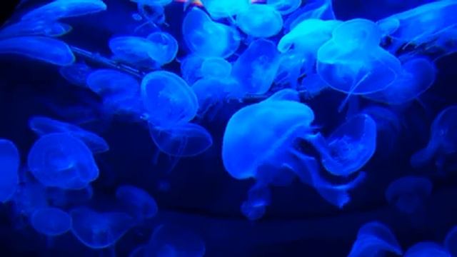 Музыка которая помогает настроить мысли, улучшить работу мозга, успокаивает. relax music смотреть онлайн