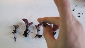 Как и когда рассадить деток фиалки. Показываю на сложном примере