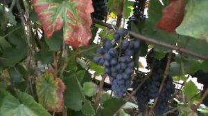 Виноград в Пермском крае 2