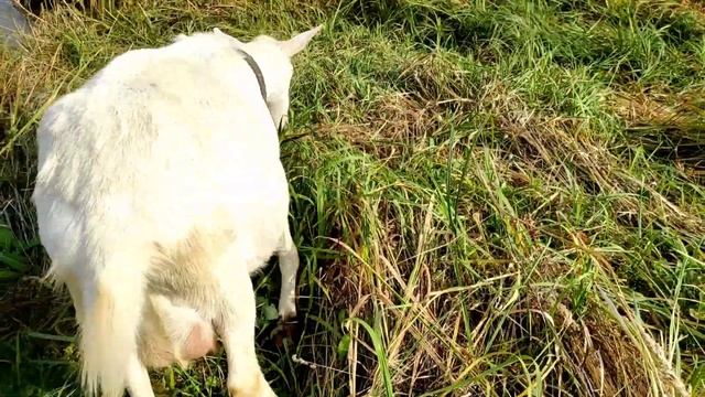 Дать бы по козлиной морде.Теперь козы ищут хозяйку.Едят охапку.С детьми в городе.Какая красота!! смотреть онлайн