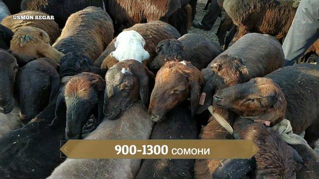 мол бозори шахринав чептура пайшанбе бозор 25 июля нархи арзон 💯