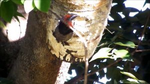 Pecking Black-Collared Barbet (Lybius Torquatus)