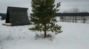 Пересадка сосны. Экопарк ЗаАзяково