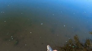 Рыбалка на куриную печень (часть 2). Два сильных соперника