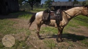 Red Dead Redemption 2 Missouri Fox Trotter HORSE LOCATION & ALL COATS & STATS  GOOD HORSE GUIDE