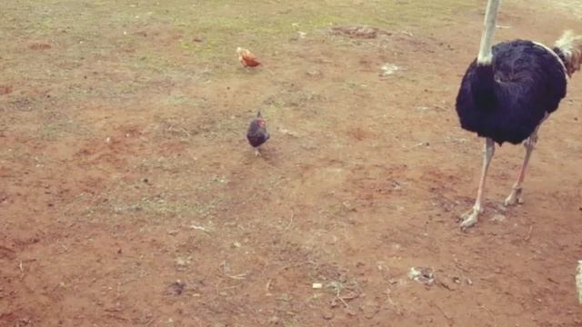 Конно-спортивная школа Тулпар смотреть онлайн