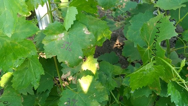 ? Как ВЫЛЕЧИТЬ МИЛДЬЮ винограда за ДВА дня. Только не упустите момент. Ридомил Голд лучшая защита. смотреть онлайн