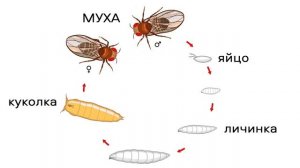 ТРОПИЧЕСКИЙ ТЕРРАРИУМ. КАК НОВЫЕ ПИТОМЦЫ ОТРЕАГИРУЮТ НА БАБОЧКУ?!