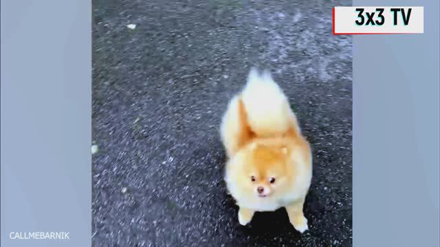 Лучшая подборка приколов на вечер смотреть онлайн