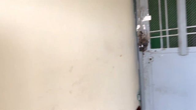 Подъём по лестнице на 17-й этаж бегом. Ответ коммунисту Турану и дауну Мирону смотреть онлайн