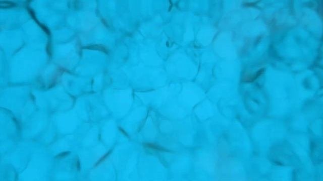 THALION, Créateur De Cosmétique Marine®