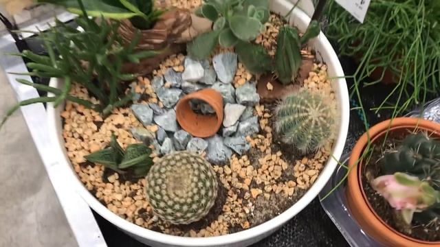 Редкие Цветочки опять в Бауцентре! Папоротниковый микс. смотреть онлайн