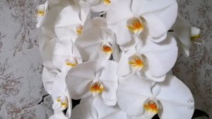 Фаленопсис сого юкидан